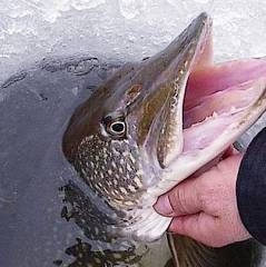 Рыбалка с отдыхом на подворье